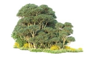 Tropical forest isolated on transparent background. 3d rendering - illustration png