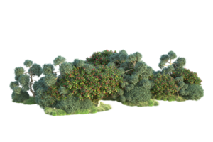 Tropical forest isolated on transparent background. 3d rendering - illustration png