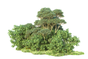 Tropical forest isolated on transparent background. 3d rendering - illustration png