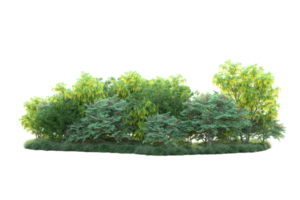 Tropical forest isolated on transparent background. 3d rendering - illustration png