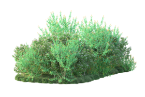 tropisch Wald isoliert auf transparent Hintergrund. 3d Rendern - - Illustration png