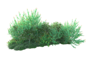 tropisk skog isolerat på transparent bakgrund. 3d tolkning - illustration png