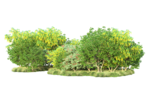 Tropical forest isolated on transparent background. 3d rendering - illustration png