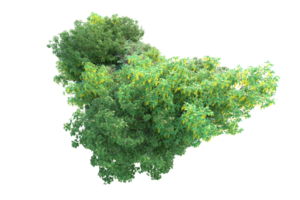 tropisch Wald isoliert auf transparent Hintergrund. 3d Rendern - - Illustration png