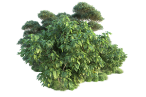 tropical floresta isolado em transparente fundo. 3d Renderização - ilustração png