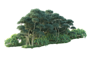 Tropical forest isolated on transparent background. 3d rendering - illustration png