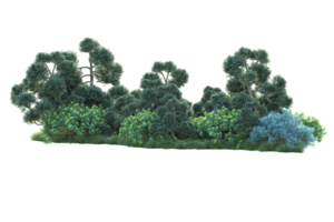 Tropical forest isolated on transparent background. 3d rendering - illustration png