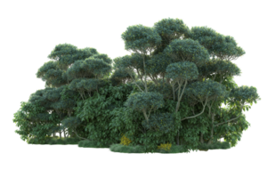 Tropical forest isolated on transparent background. 3d rendering - illustration png