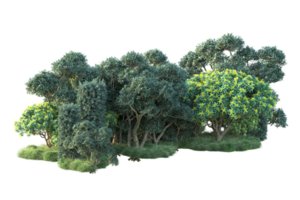 Tropical forest isolated on transparent background. 3d rendering - illustration png