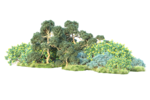 Tropical forest isolated on transparent background. 3d rendering - illustration png