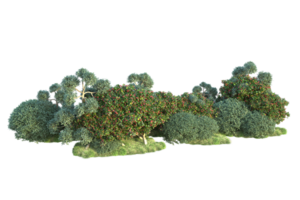 Tropical forest isolated on transparent background. 3d rendering - illustration png