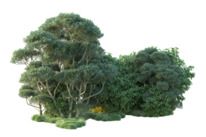 Tropical forest isolated on transparent background. 3d rendering - illustration png