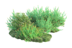 tropical forêt isolé sur transparent Contexte. 3d le rendu - illustration png