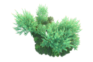Tropical forest isolated on transparent background. 3d rendering - illustration png
