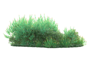 tropical forêt isolé sur transparent Contexte. 3d le rendu - illustration png