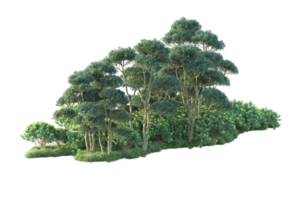 Tropical forest isolated on transparent background. 3d rendering - illustration png