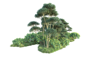 Tropical forest isolated on transparent background. 3d rendering - illustration png