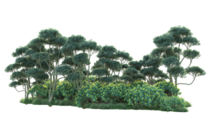 tropical forêt isolé sur transparent Contexte. 3d le rendu - illustration png