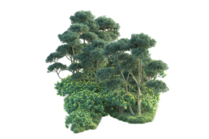 Tropical forest isolated on transparent background. 3d rendering - illustration png