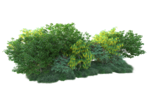 Tropical forest isolated on transparent background. 3d rendering - illustration png