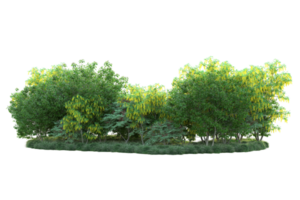 Tropical forest isolated on transparent background. 3d rendering - illustration png