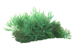 Tropical forest isolated on transparent background. 3d rendering - illustration png