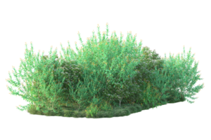 tropisk skog isolerat på transparent bakgrund. 3d tolkning - illustration png