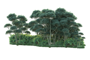 Tropical forest isolated on transparent background. 3d rendering - illustration png