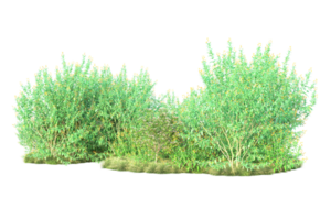 Tropical forest isolated on transparent background. 3d rendering - illustration png