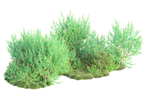 tropisk skog isolerat på transparent bakgrund. 3d tolkning - illustration png