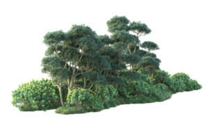 Tropical forest isolated on transparent background. 3d rendering - illustration png