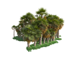 Tropical forest isolated on transparent background. 3d rendering - illustration png