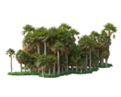 Tropical forest isolated on transparent background. 3d rendering - illustration png