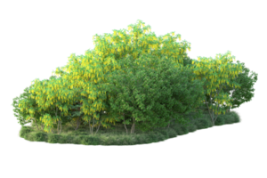 Tropical forest isolated on transparent background. 3d rendering - illustration png