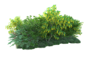 Tropical forest isolated on transparent background. 3d rendering - illustration png