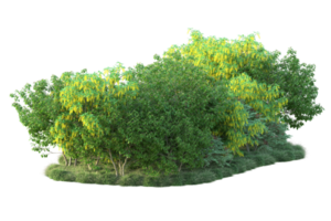 Tropical forest isolated on transparent background. 3d rendering - illustration png