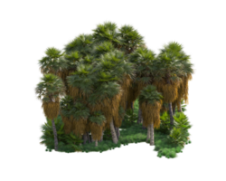 Tropical forest isolated on transparent background. 3d rendering - illustration png