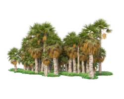 Tropical forest isolated on transparent background. 3d rendering - illustration png