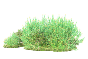 tropisk skog isolerat på transparent bakgrund. 3d tolkning - illustration png