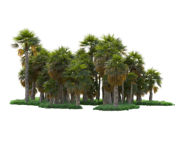 Tropical forest isolated on transparent background. 3d rendering - illustration png