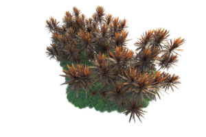 Tropical forest isolated on transparent background. 3d rendering - illustration png