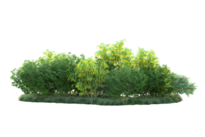 Tropical forest isolated on transparent background. 3d rendering - illustration png