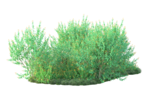 Tropical forest isolated on transparent background. 3d rendering - illustration png