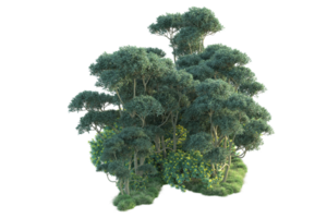 tropical floresta isolado em transparente fundo. 3d Renderização - ilustração png