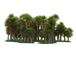 Tropical forest isolated on transparent background. 3d rendering - illustration png