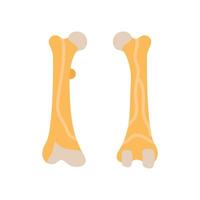 Femur icon in vector. Logotype vector