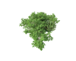 tropical forêt isolé sur transparent Contexte. 3d le rendu - illustration png