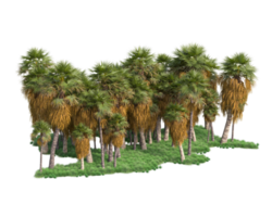 Tropical forest isolated on transparent background. 3d rendering - illustration png