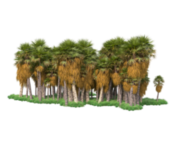 Tropical forest isolated on transparent background. 3d rendering - illustration png