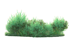 Tropical forest isolated on transparent background. 3d rendering - illustration png